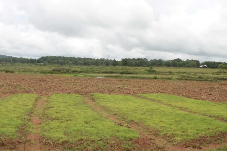 बिसोई गांव में रागी की नर्सरी। ओडिशा मिलेट मिशन (ओएमएम) के तहत ओडिशा में कुल मोटे अनाज की खेती का 86 प्रतिशत से अधिक रागी की खेती होती है। तस्वीर: ऐश्वर्या मोहंती।