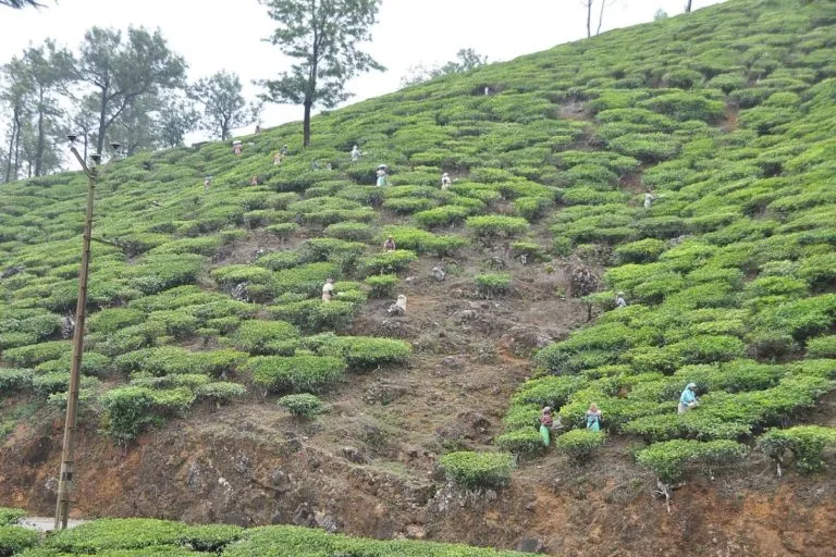 खड़ी ढलानों पर चाय के बागान चरम मौसम की घटनाओं के दौरान भूस्खलन की चपेट में आ जाते हैं। तस्वीर- शंकर एस / विकिमीडिया कॉमन्स