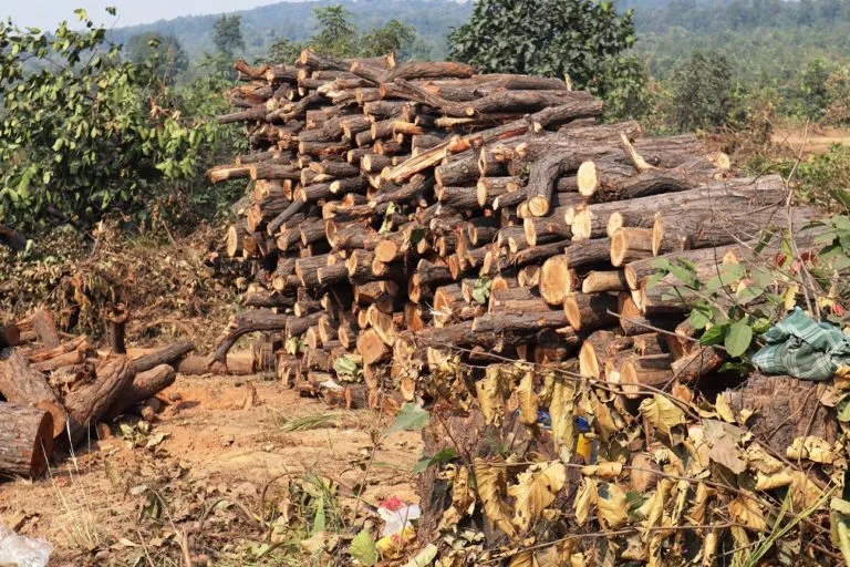 ओडिशा के सम्बलपुर जिले के तलाबीरा में कोयला खनन के लिए काटे गए पेड़। तस्वीर-मनीष कुमार