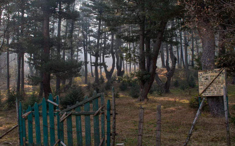 जम्मू-कश्मीर वन विभाग द्वारा प्रबंधित एक बहाल वन भूखंड का एक दृश्य। तस्वीर: आमिर बिन रफी/ मोंगाबे