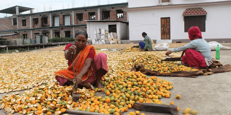 सुपारी की कटाई करती महिला किसान (फोटो साभार: अर्जुन राजबंशी)