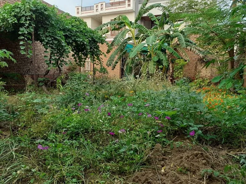 विपेश के मिनी जंगल की झलक