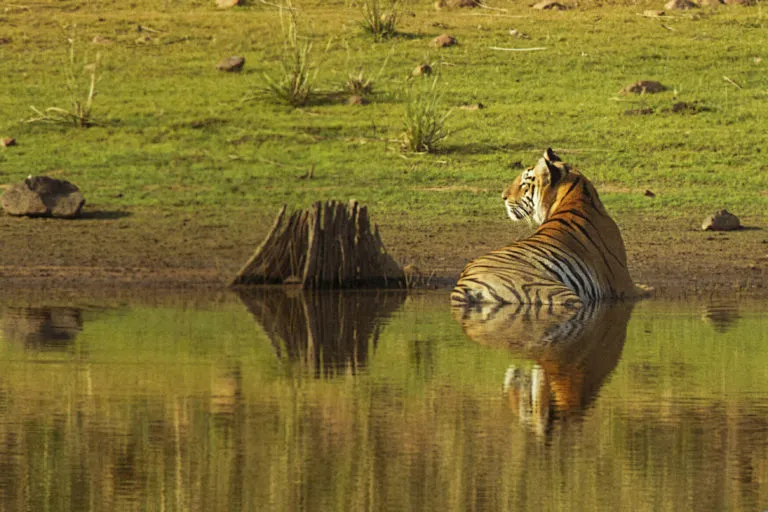 वाल्मीकि टाइगर रिजर्व (वीटीआर) में बाघ की प्रतीकात्मक तस्वीर। वीटीआर बिहार का इकलौता टाइगर रिजर्व है। तस्वीर– बिहार पर्यटन