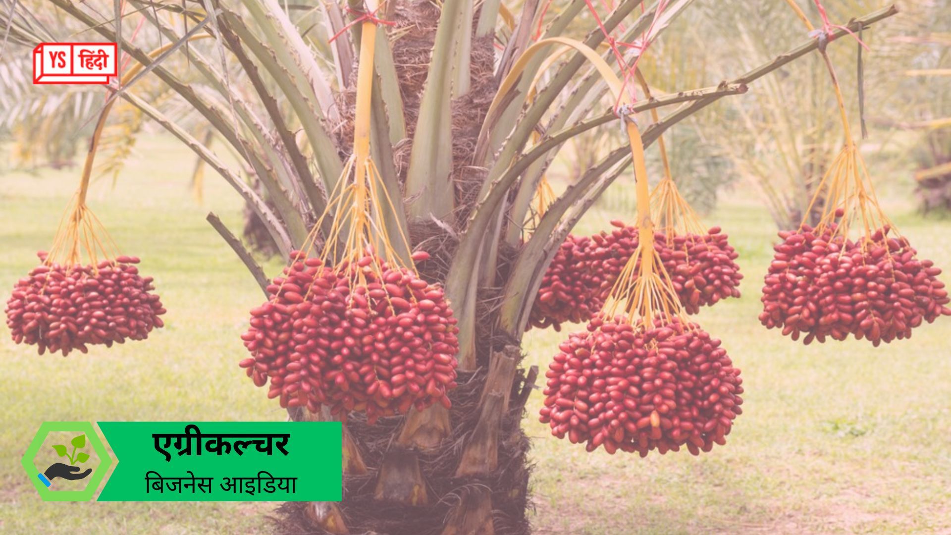 भारत में कैसे करें खजूर की खेती? स्टेप बाय स्टेप गाइड, तगड़े मुनाफे के लिए खास टिप्स
