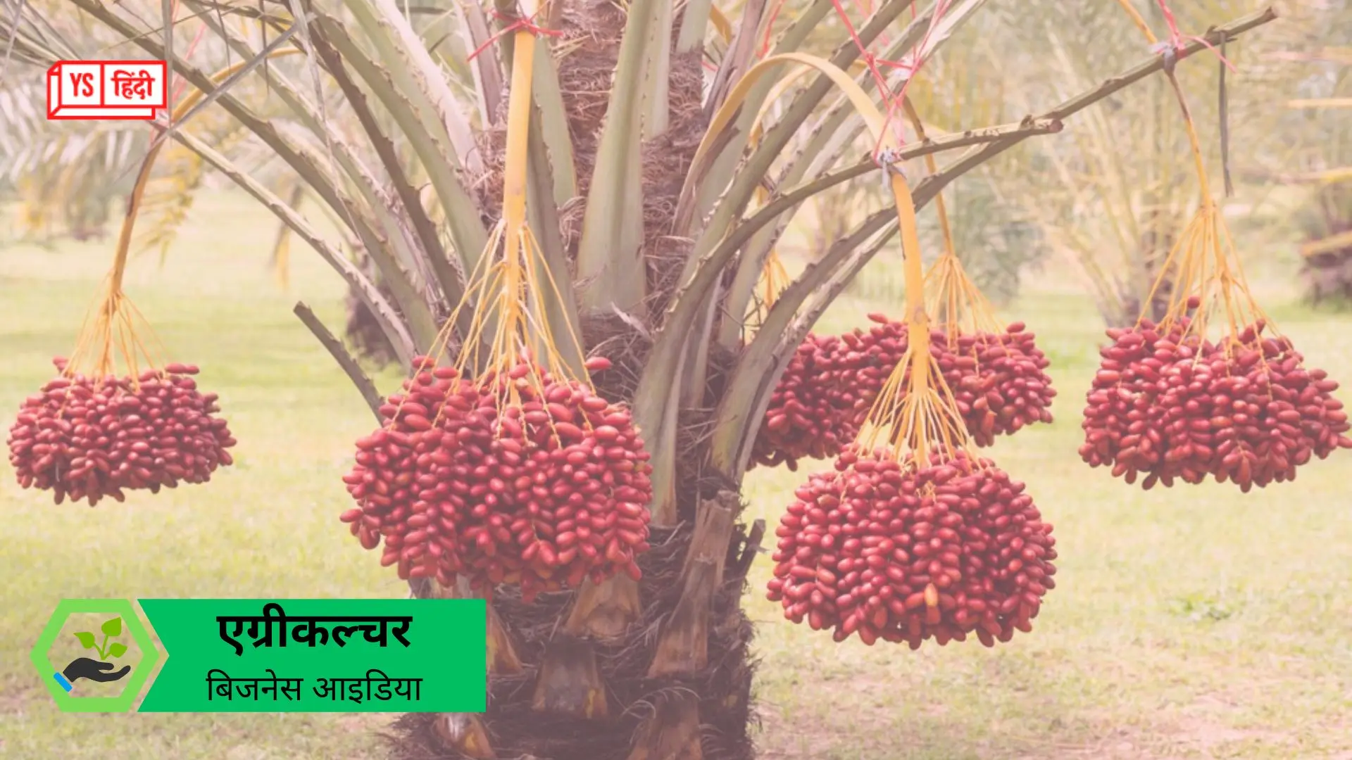 भारत में कैसे करें खजूर की खेती? स्टेप बाय स्टेप गाइड, तगड़े मुनाफे के लिए खास टिप्स