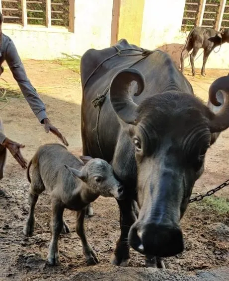 India’s First Banni Buffalo IVF Calf Born