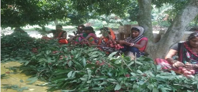 लीची की खेती