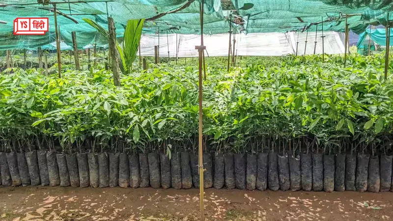 low-cost-nursery-business-idea-kaise-shuru-karein-india-step-guide