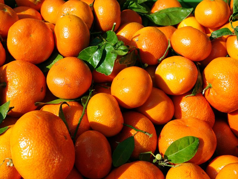 दुबई के लोग खाएंगे नागपुर के संतरे! नागपुर ऑरेंज की पहली खेप दुबई के लिए रवाना