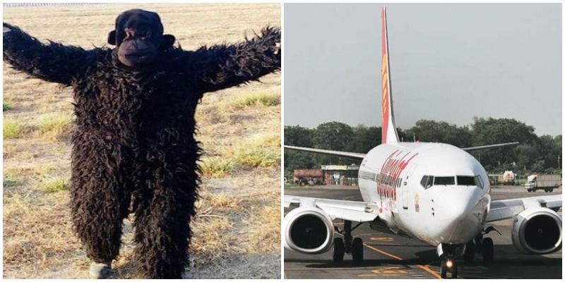 लंगूरों से परेशान होकर अहमदाबाद हवाईअड्डे पर तैनात किया गया 'भालू', बना चर्चा का विषय