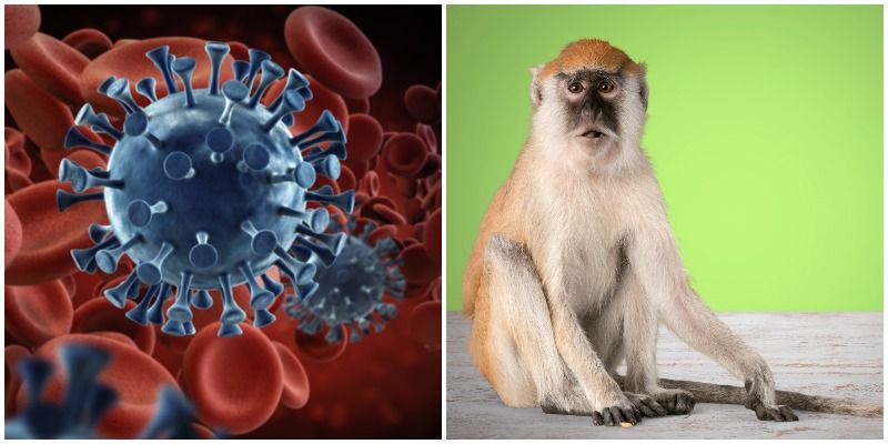 ऑक्सफोर्ड यूनिवर्सिटी के कोविड-19 टीके के परीक्षण का बंदरों पर कैसा रहा असर?