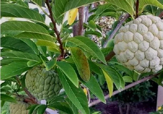 शरीफा की खेती