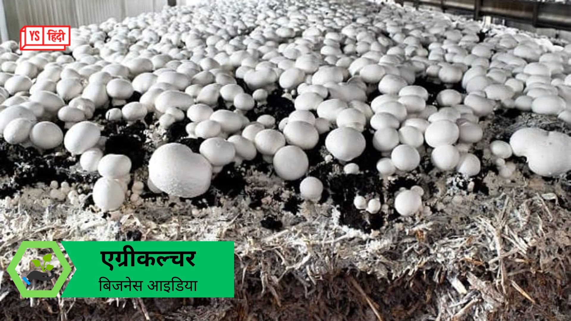 Business Idea: घर पर उगाएं ऑयस्टर मशरूम, कमाएं हर महीने 12 लाख रुपये