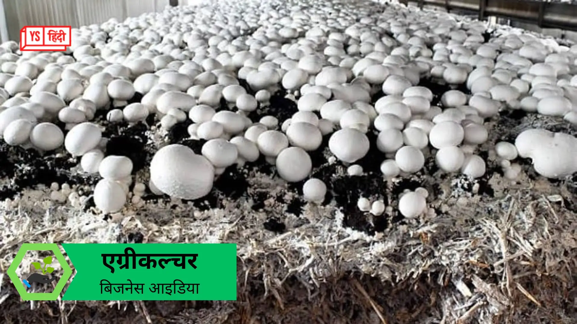 Business Idea: घर पर उगाएं ऑयस्टर मशरूम, कमाएं हर महीने 12 लाख रुपये