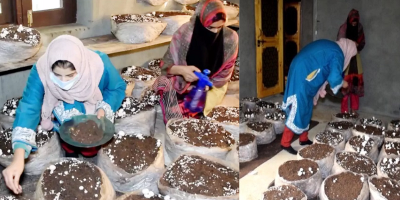 कश्मीर की महिलाएं बन रहीं आत्मनिर्भर, मशरूम की खेती से कमा रहीं है तगड़ा मुनाफा