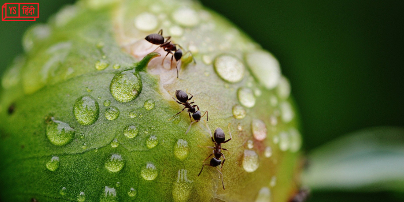 चींटी चींटी बैंग बैंग: सिर्फ साइज़ में हैं छोटी, पृथ्वी पर कुल संख्या जानकर होगी हैरानी 