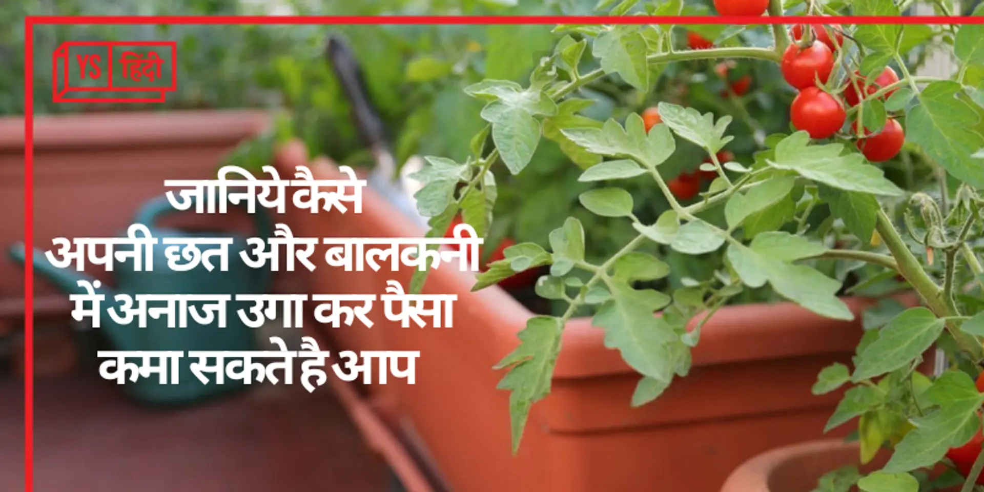 अपनी छत और बालकनी में अनाज उगा कर पैसा कमा सकते हैं आप, जानिये कैसे?