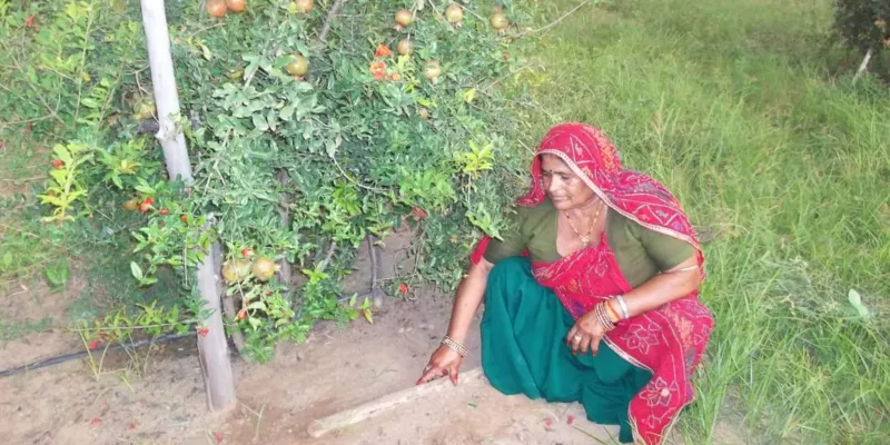 खेत में फसल के साथ सफेदे की लकड़ी रखने का तरीका समझातीं भगवती देवी
