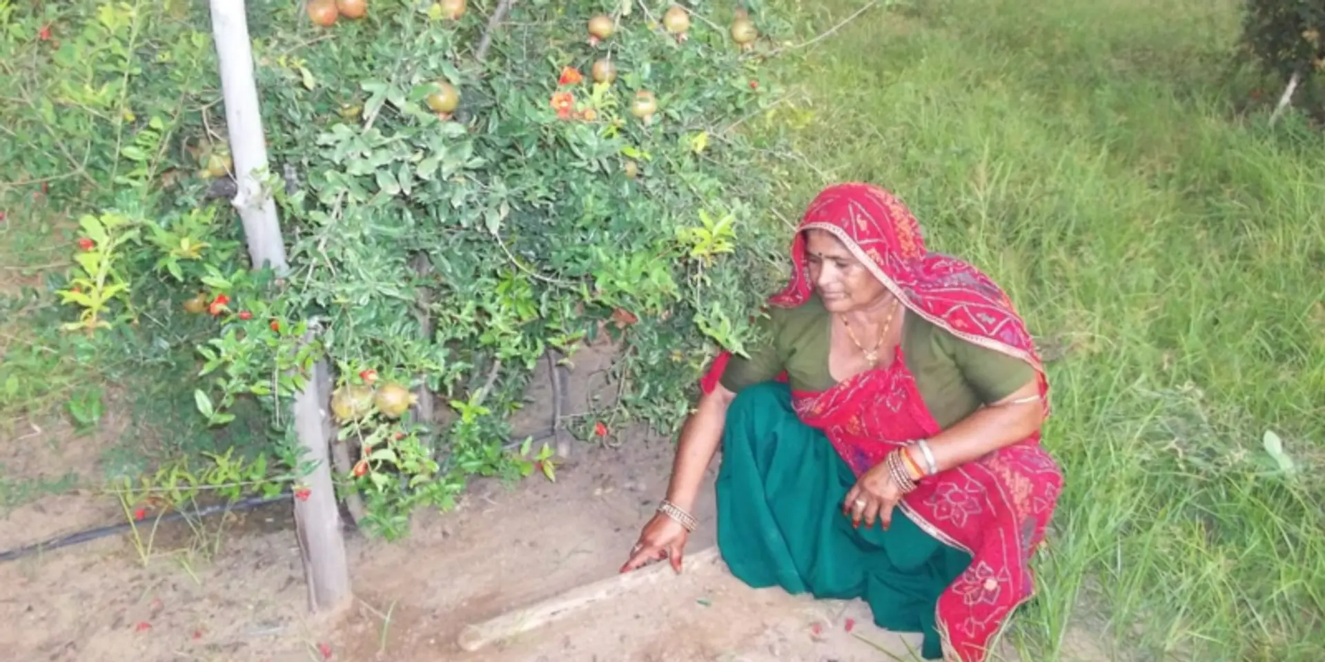 दीमक से फसलें बचाने के लिए महिला किसान भगवती देवी ने किया अद्भुत अनुसंधान