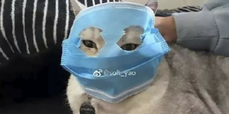 कोरोना वायरस के डर से चीन में मास्क लगाकर घूम रही हैं बिल्लियाँ