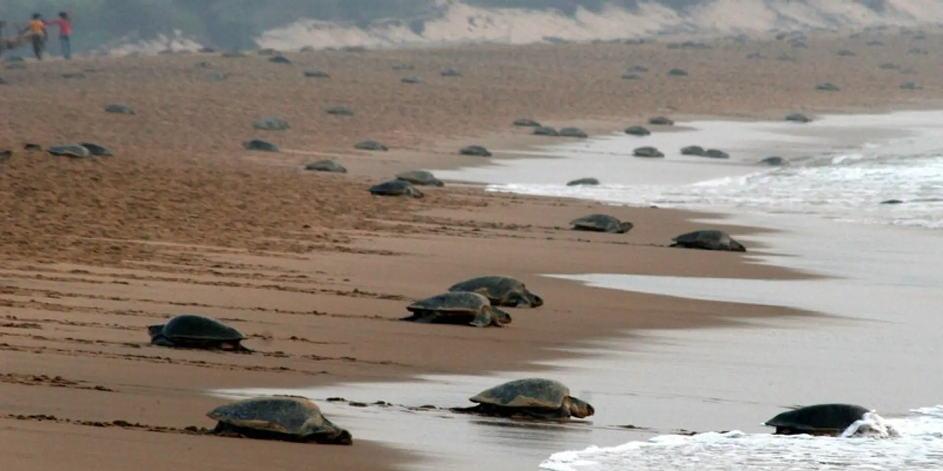खुद को बताते हैं कछुओं के मम्मी-पापा, समुद्र तट पर कछुओं की बचा रहे हैं जान