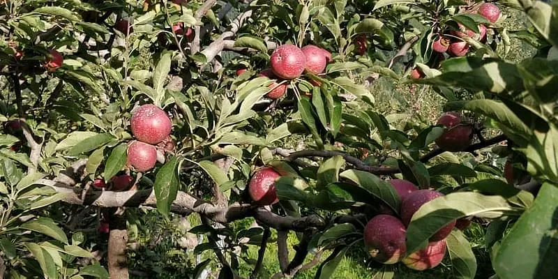 लिविंगस्टोन स्टेज़ के फार्म में उगाए गए सेब