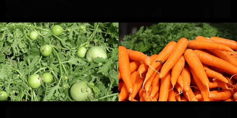 सेव वेल बीइंग की ऑर्गेनिक सब्जियां
