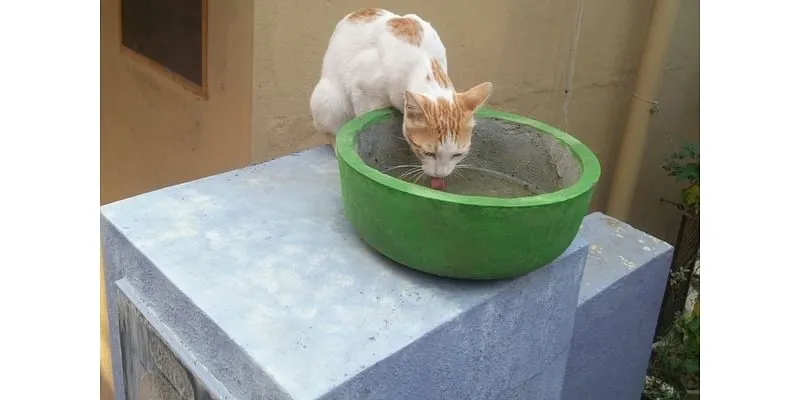 'वाटर फॉर वॉयसलेस' के कटोरे से पानी पीती एक बिल्ली