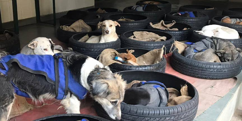 बेकार टायरों से कुत्तों के लिए बनाया बेड, सर्दी के मौसम में मिल रही है बेजुबानों को राहत