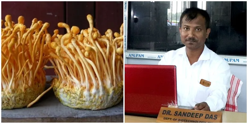 डॉ. संदीप अब तक हजारों लोगों को मशरूम उगाने की ट्रेनिंग भी दे चुके हैं।