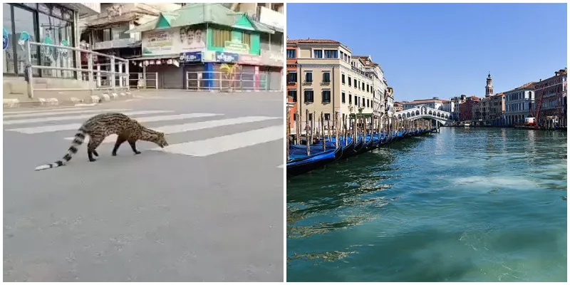 लॉकडाउन के कुछ फायदे भी हुए हैं।