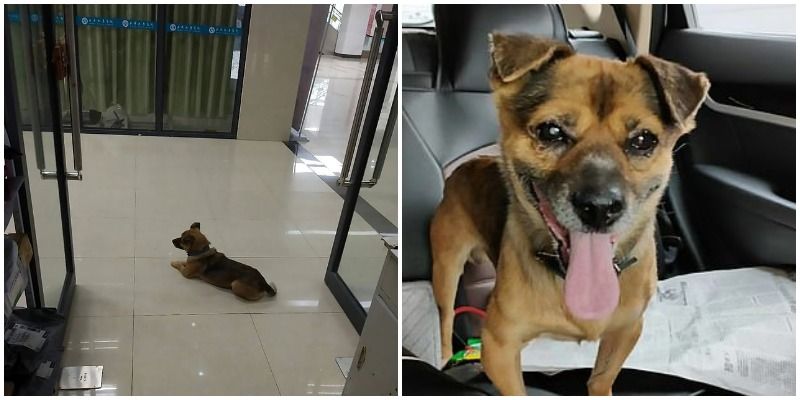 कोरोना वायरस: अस्पताल में अपने मालिक का तीन महीने इंतज़ार करता रहा ये कुत्ता