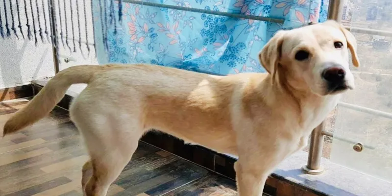 मशहूर उद्योगपति रतन टाटा ने ने सुर नाम के कुत्ते के लिए इंस्टा पर पोस्ट किया है। 