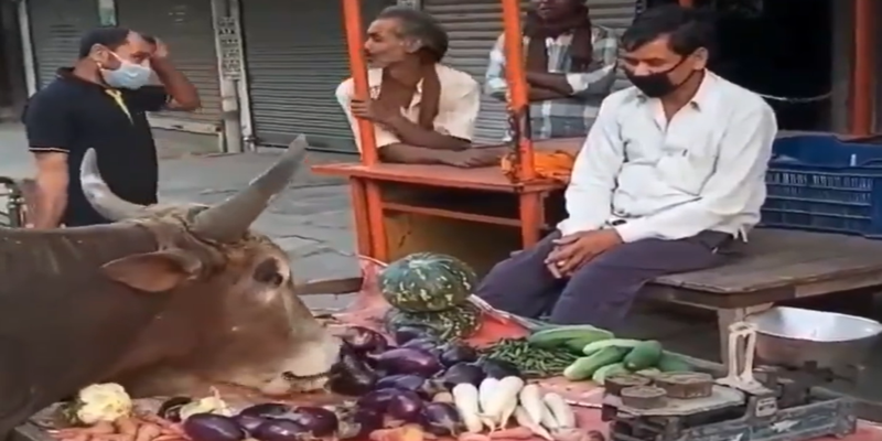 गरीब सब्जी विक्रेता ने बेजुबान जानवर को खिला दीं अपनी सारी सब्जियाँ, दरियादिली का यह नेक वीडियो सोशल मीडिया पर हुआ वायरल