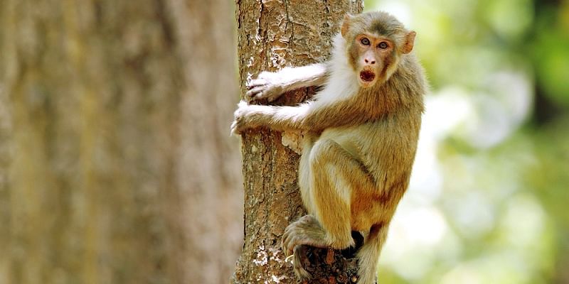  लैब टेक्निशियन के हाथ से ब्लड सैंपल छीनकर भागे बंदर, लोगों में फैला कोरोना संक्रमण का भय