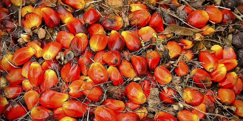 edible-oil-prices-in-india-likely-to-fall-know-why