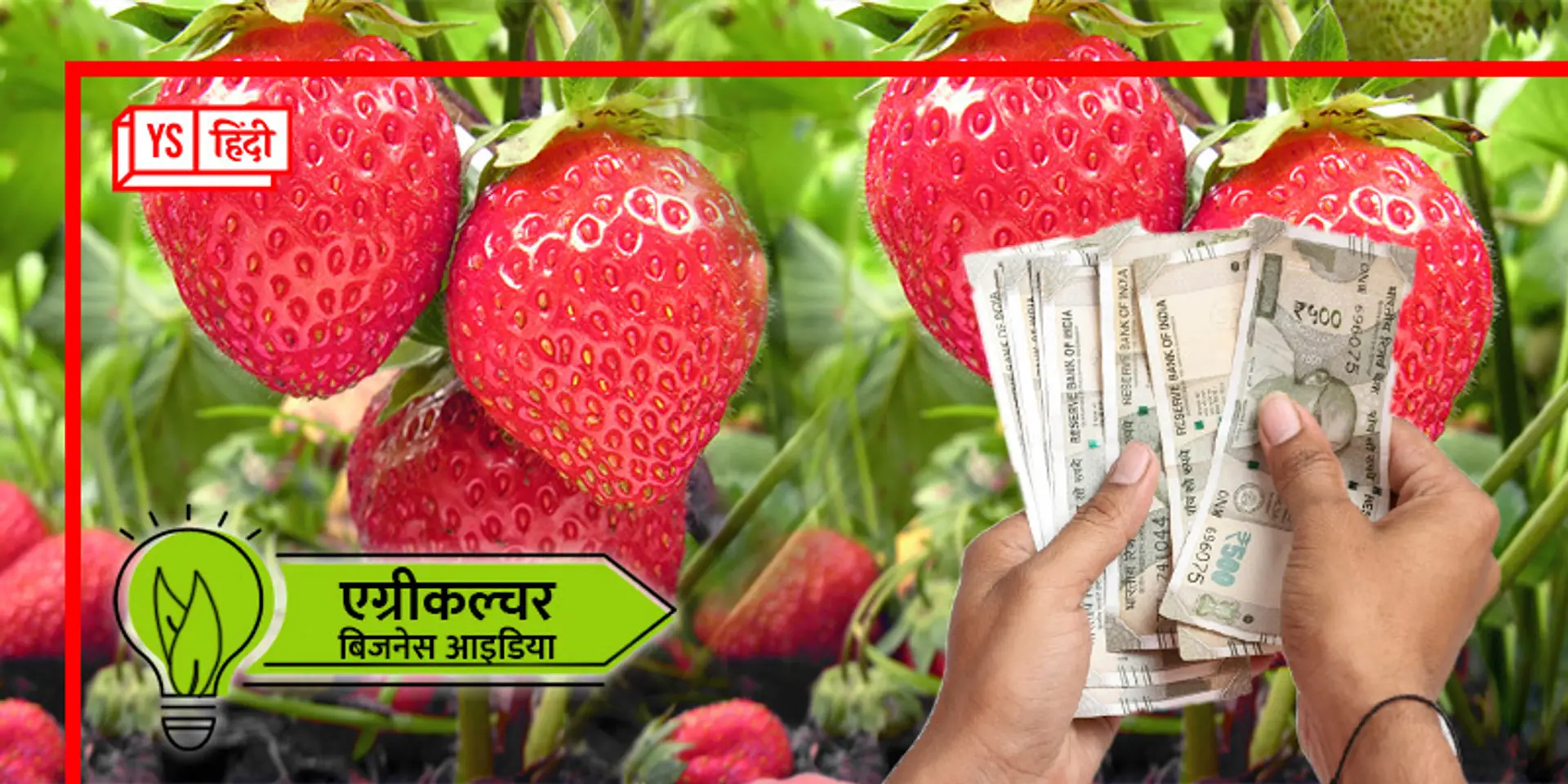 Business Idea: स्ट्रॉबेरी की खेती से होगा लाखों का मुनाफा, जानिए कैसे करें तगड़ी कमाई