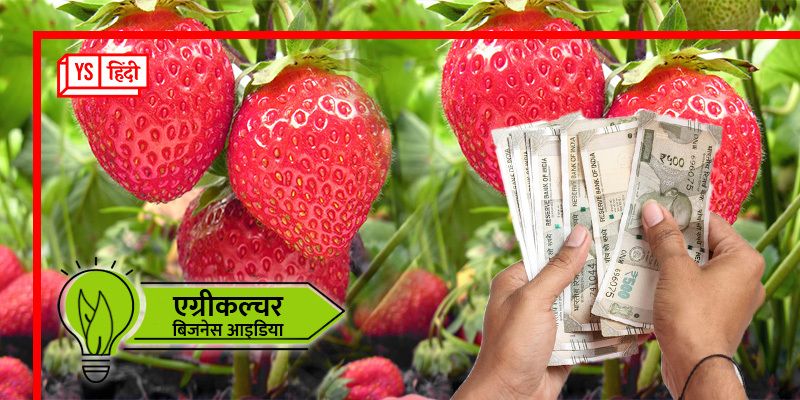 Business Idea: स्ट्रॉबेरी की खेती से होगा लाखों का मुनाफा, जानिए कैसे करें तगड़ी कमाई