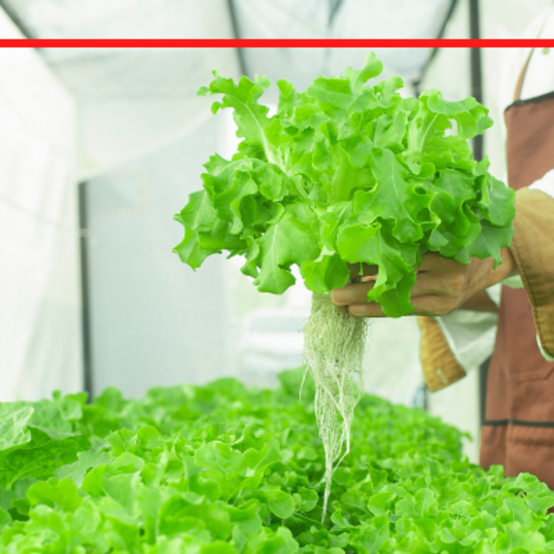 Hydroponic Farming: बालकनी-छत से लेकर बेसमेंट तक में उगाएं सब्जियां, जानिए कैसे होती है ये बिना मिट्टी वाली खेती