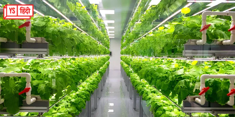 hydroponic farming