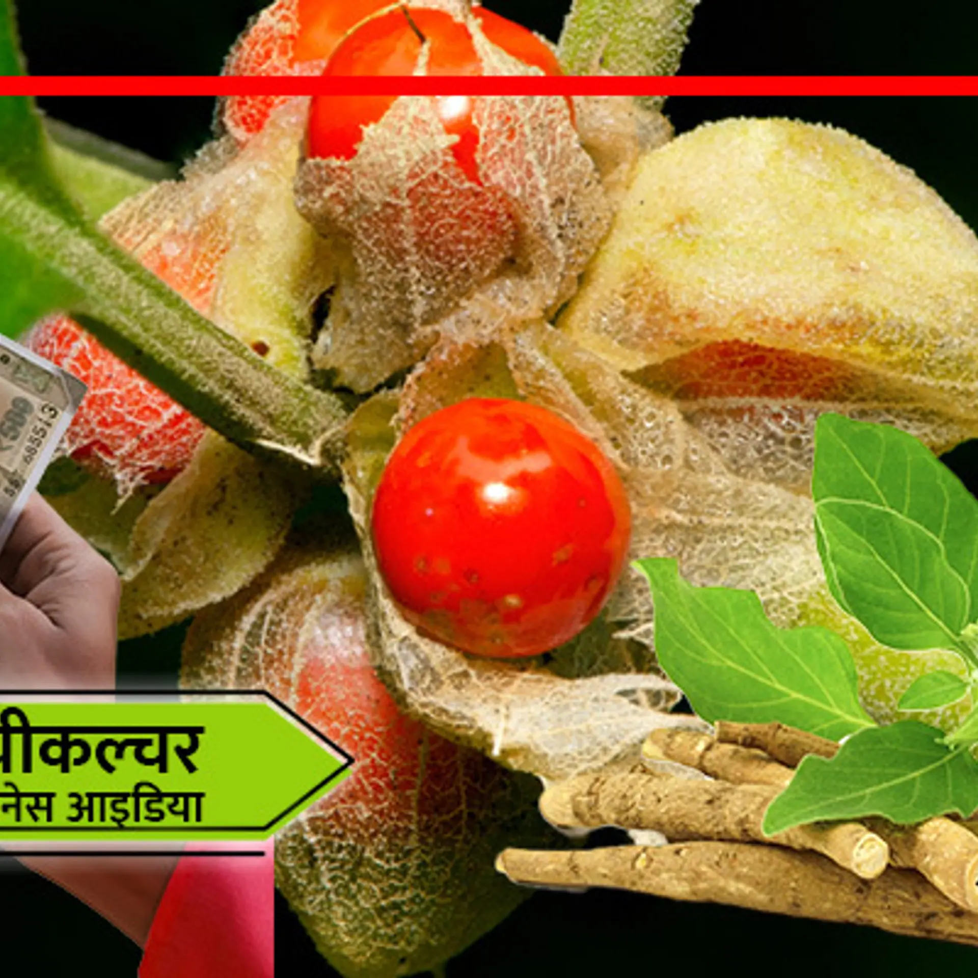 इस खेती से होगा मुनाफा ही मुनाफा, इसमें जड़ से लेकर झाड़ और बीज तक सब बिकता है