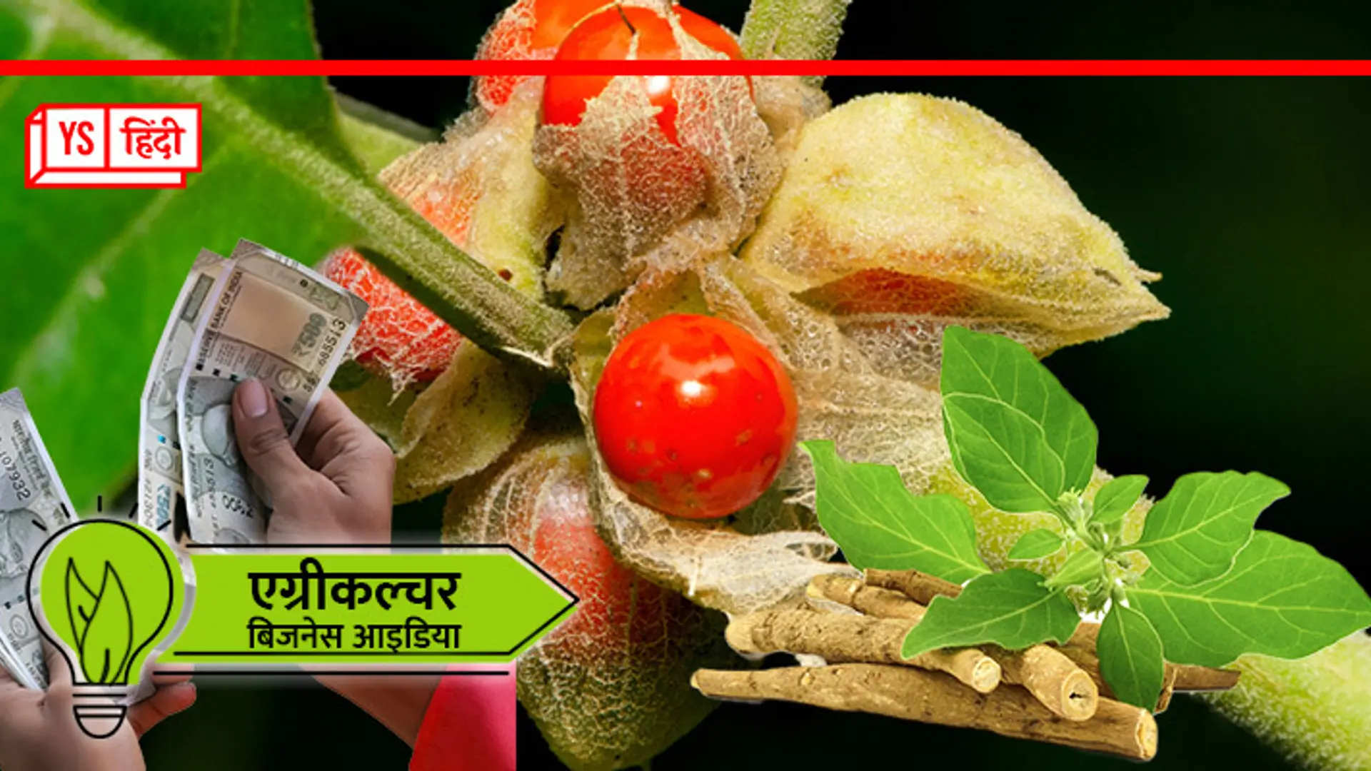 इस खेती से होगा मुनाफा ही मुनाफा, इसमें जड़ से लेकर झाड़ और बीज तक सब बिकता है