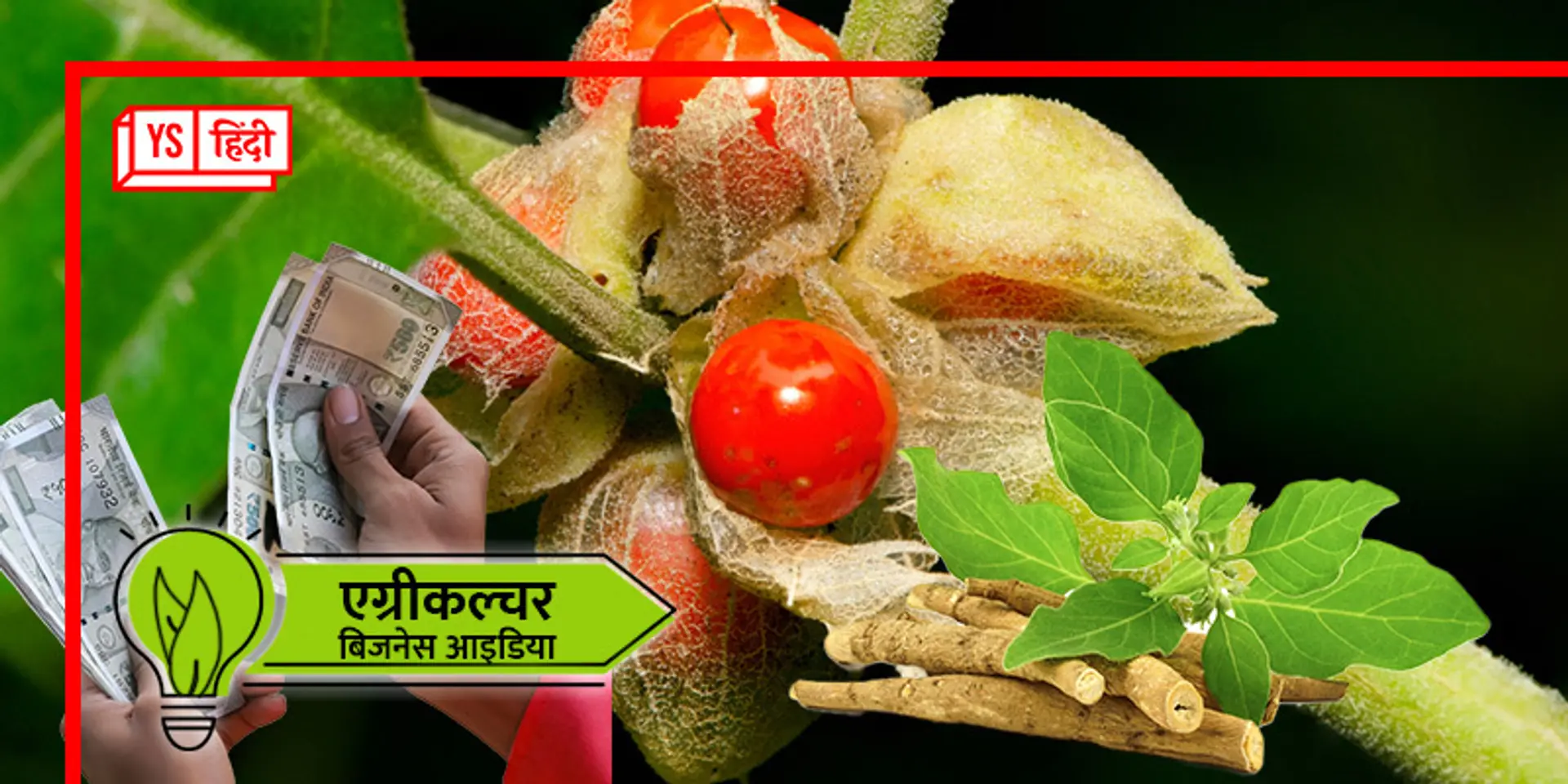 इस खेती से होगा मुनाफा ही मुनाफा, इसमें जड़ से लेकर झाड़ और बीज तक सब बिकता है