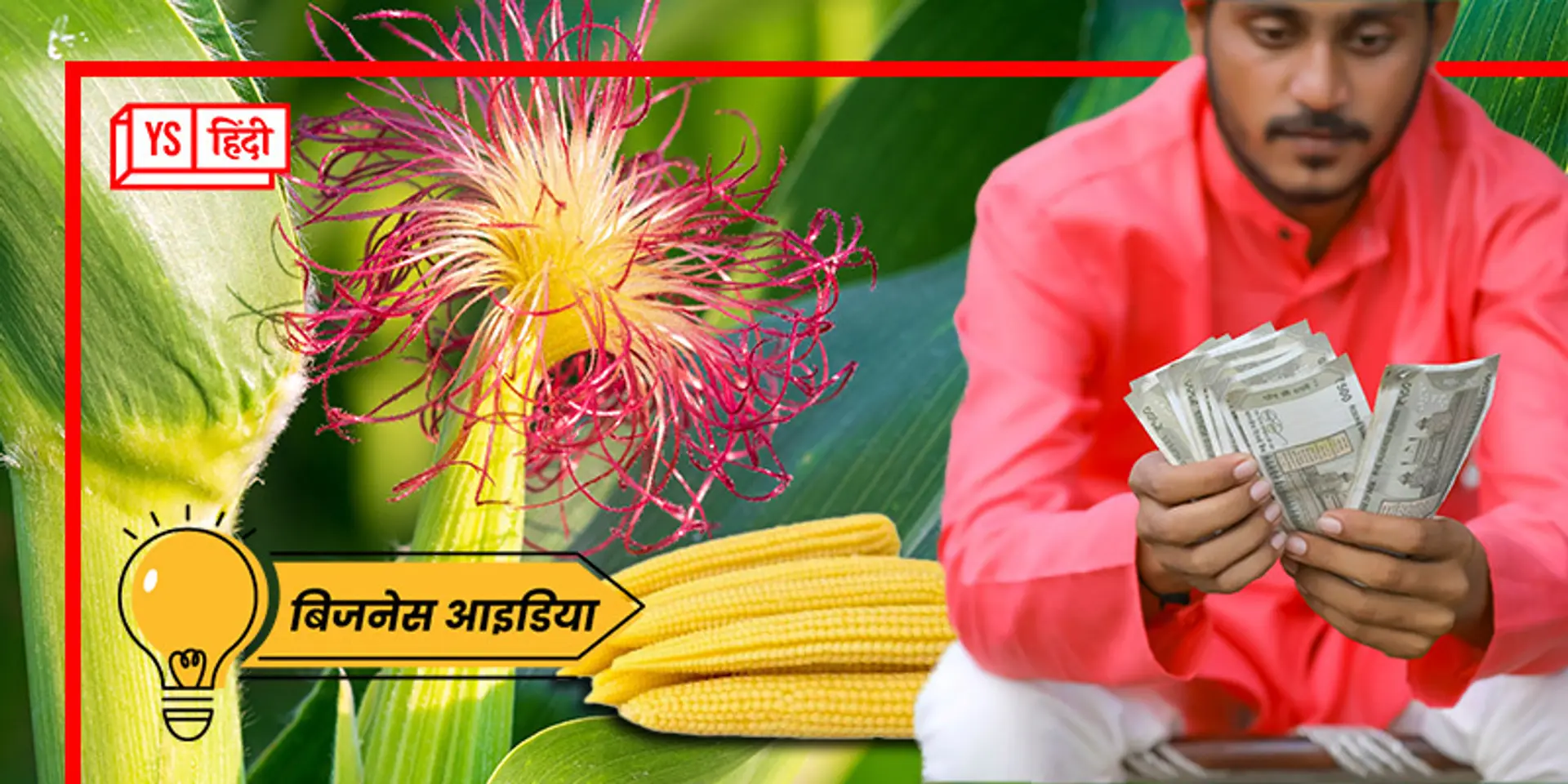 बेबी कॉर्न की खेती से होगा 3-4 गुना तक मुनाफा, ये Business Idea कराएगा तगड़ी कमाई