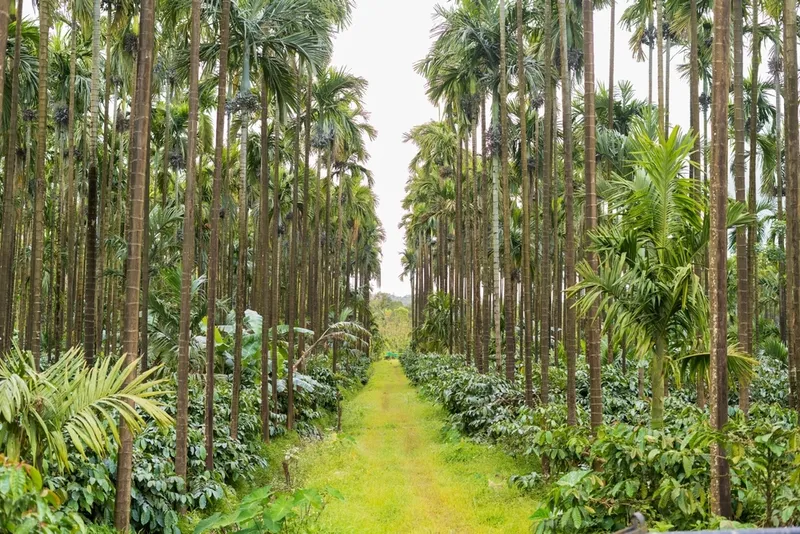 betel-nut-farming