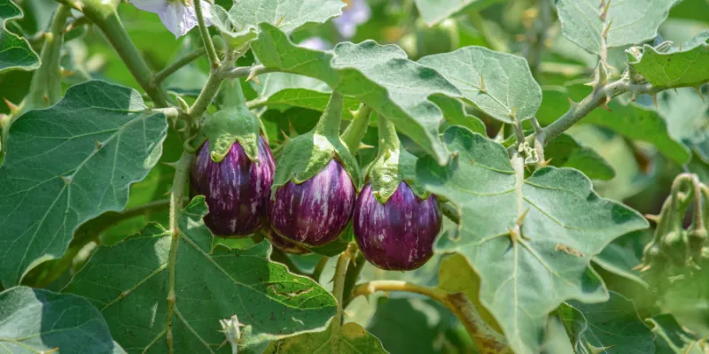 brinjal farming