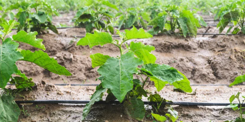 brinjal farming