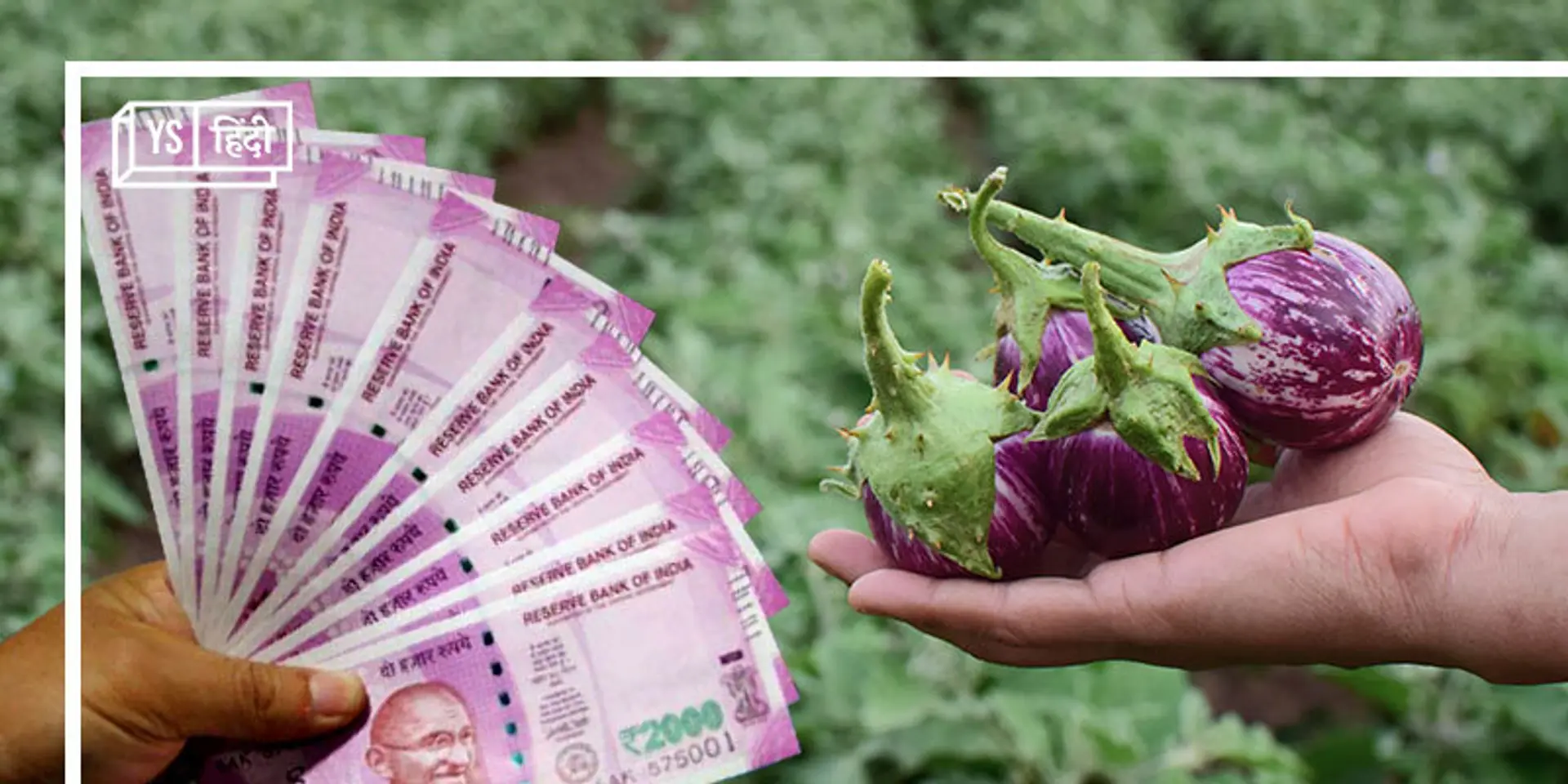 जानिए कैसे की जाती है बैंगन की खेती, बस कुछ बातों का रखेंगे ध्यान तो होगा दोगुना मुनाफा