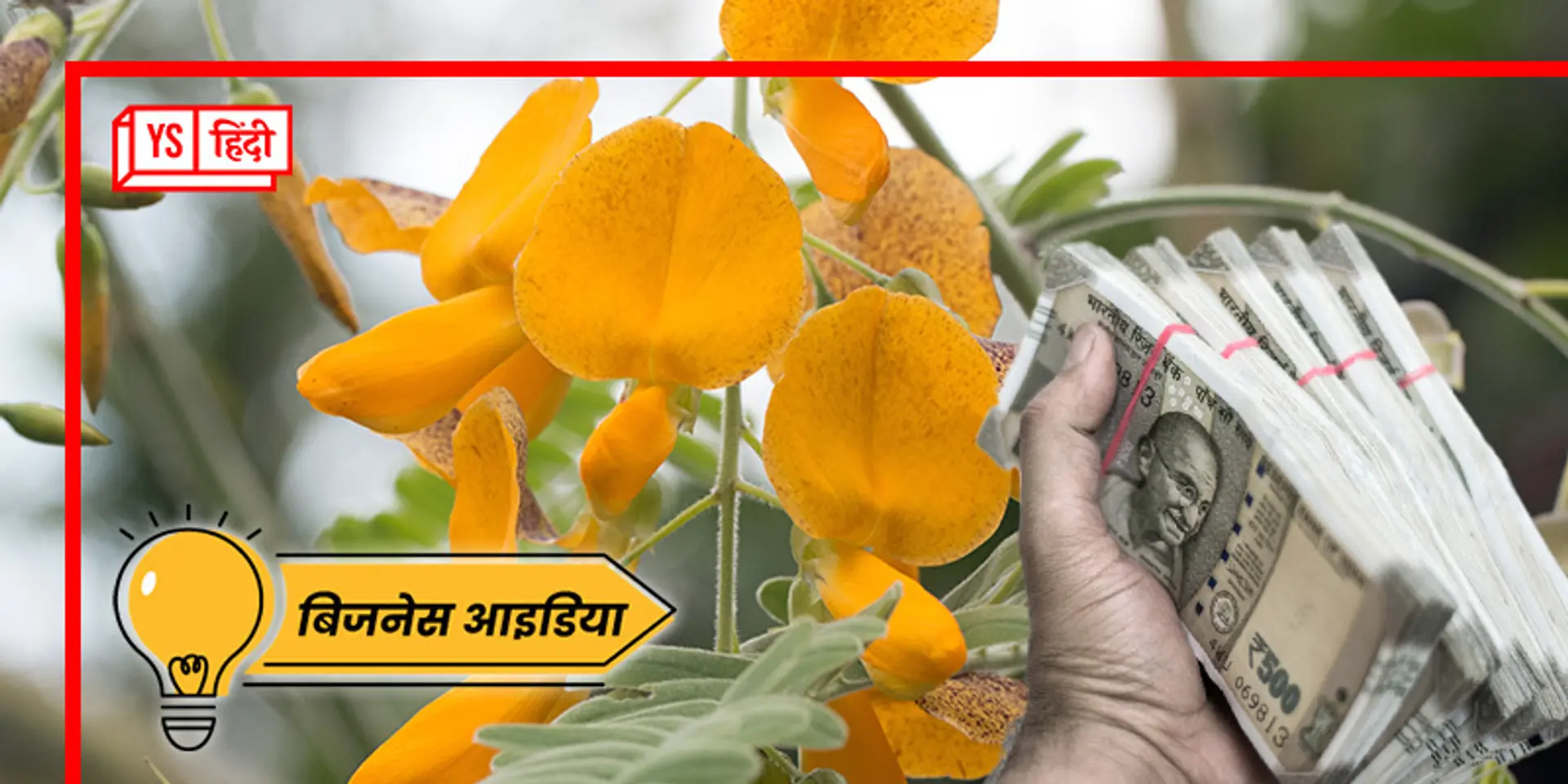 ये है मुफ्त उर्वरक पाने का आसान तरीका, ढैंचा से बनाएं हरी खाद, इसकी खेती से होगी तगड़ी कमाई