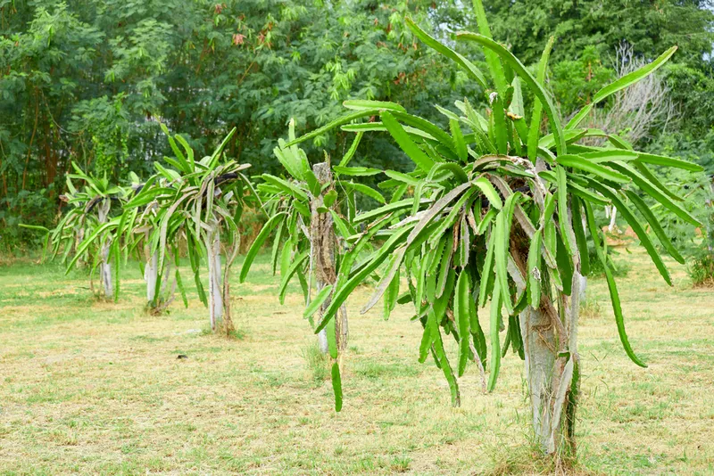dragon fruit